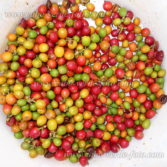 So Nicolau : Gamboesa de Silva : coffe beans : Technology AgricultureCabo Verde Foto Gallery