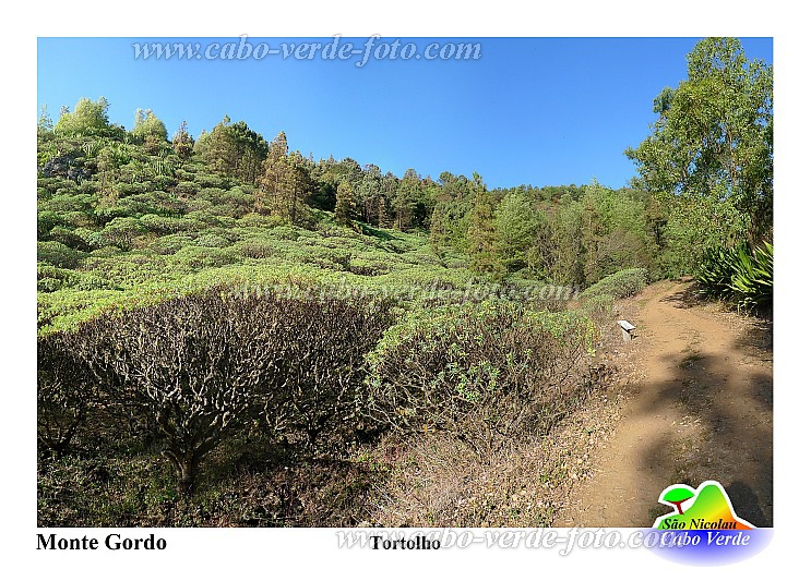 So Nicolau : Monte Gordo : cape verde euphorbia : Nature PlantsCabo Verde Foto Gallery