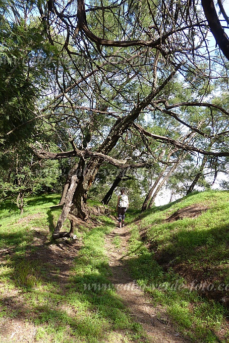 Santo Anto : Lombo de Carrosco : hiking trail : Landscape ForestCabo Verde Foto Gallery