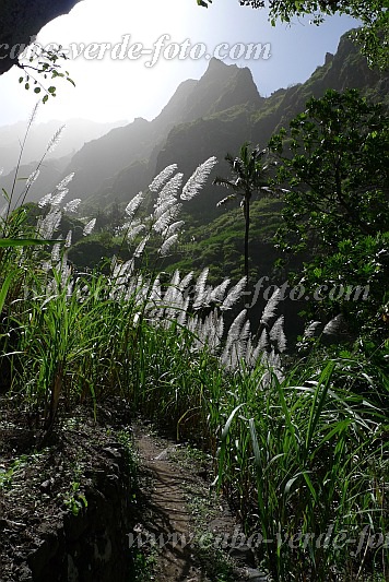 Santo Anto : Lombo de Pico : sugar cane : Landscape AgricultureCabo Verde Foto Gallery