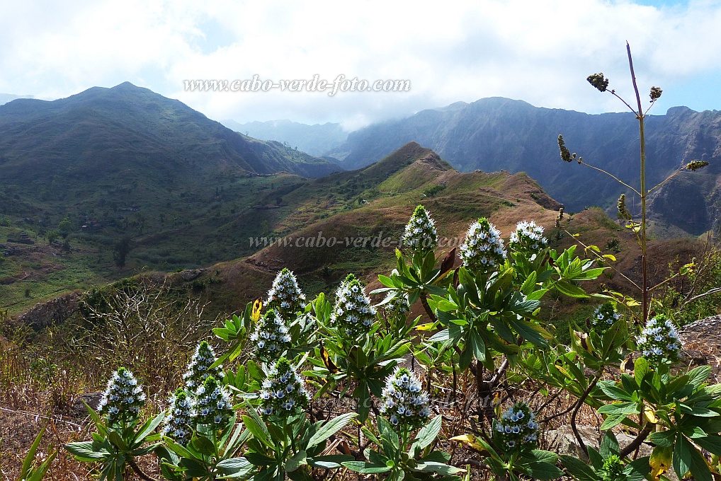 Santiago : Achada Lagoa : endemic plant echium gorgonorum : Nature PlantsCabo Verde Foto Gallery