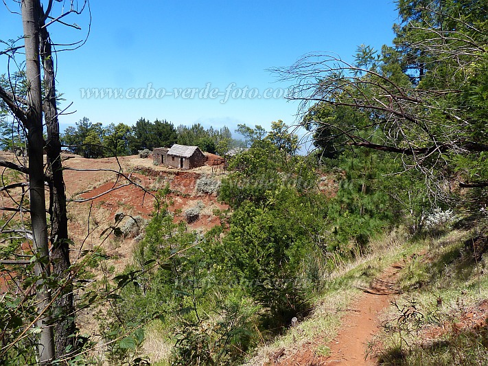 Santo Anto : Escovadinha : house hiking track forest : Landscape ForestCabo Verde Foto Gallery