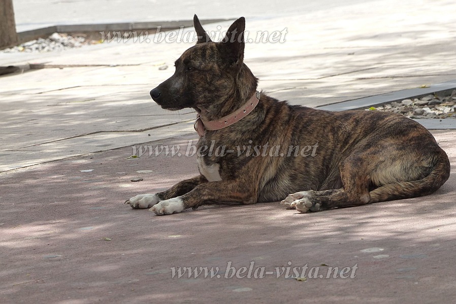 Insel: Sal  Wanderweg: - Ort: Espargos Motiv: Hund Motivgruppe: Nature Animals © Pitt Reitmaier www.Cabo-Verde-Foto.com