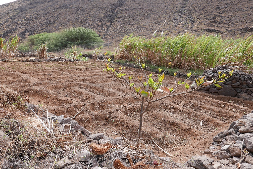 So Nicolau : Castilhano : campo : Technology AgricultureCabo Verde Foto Gallery