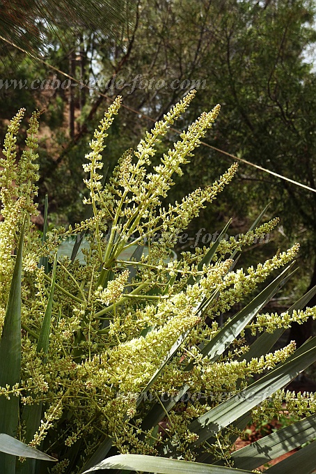 Santo Anto : Pico da Cruz : dragon tree flower : Nature PlantsCabo Verde Foto Gallery