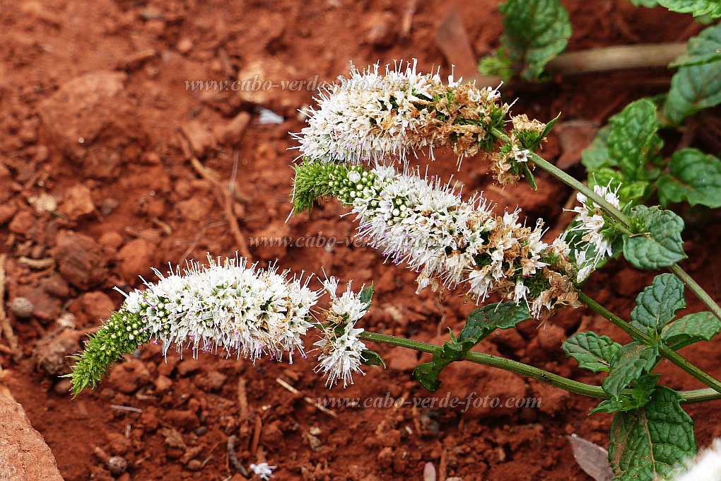 Santo Anto : Pico da Cruz : mint flower : Nature PlantsCabo Verde Foto Gallery