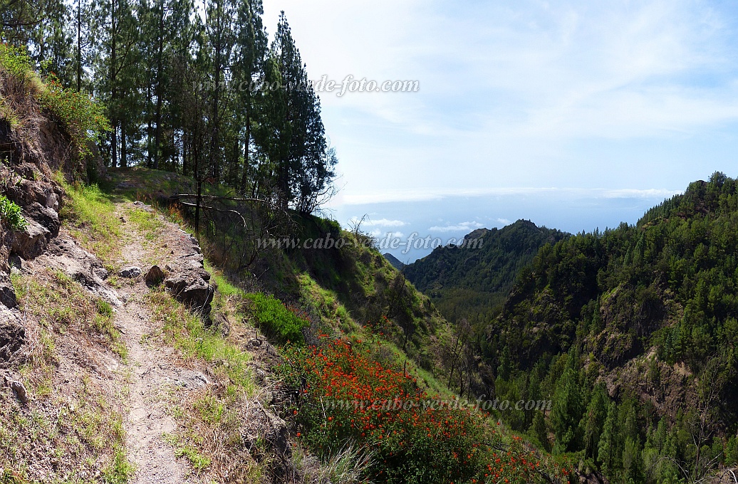 Santo Anto : Pico da Cruz : forest trail easward view : Landscape MountainCabo Verde Foto Gallery