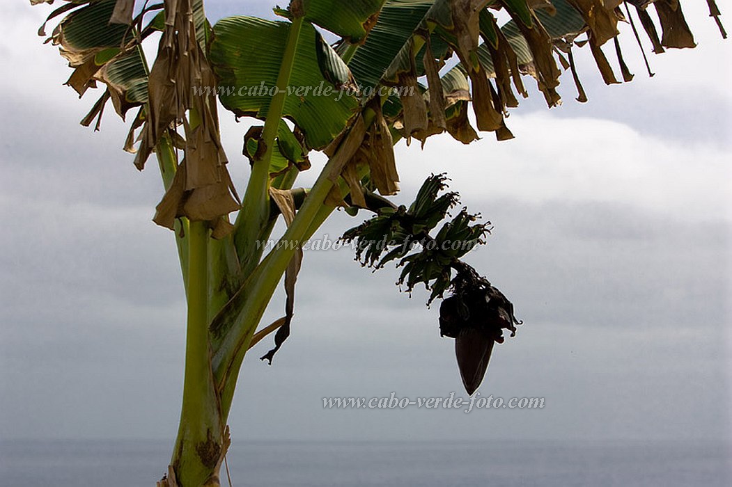 Santo Anto : Ribeira Grande : banana tree : Nature PlantsCabo Verde Foto Gallery