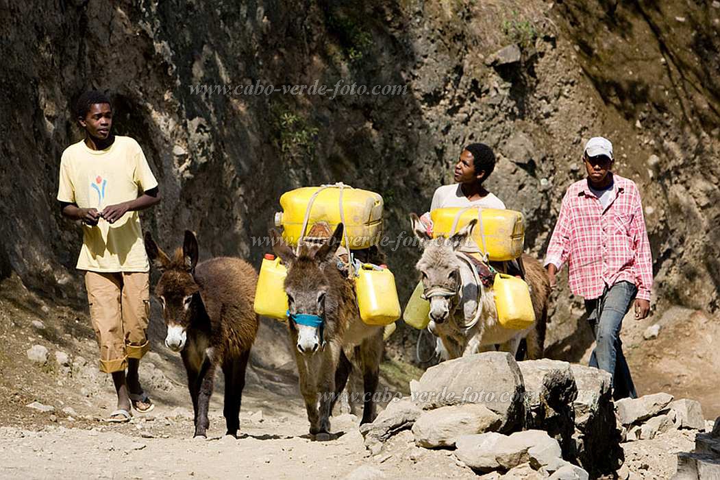 Santo Anto : Cova de Pal : fetching water with donkey : People WorkCabo Verde Foto Gallery
