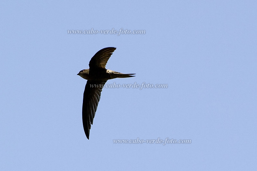 Santo Anto : Cova de Pal : swallow : Nature AnimalsCabo Verde Foto Gallery