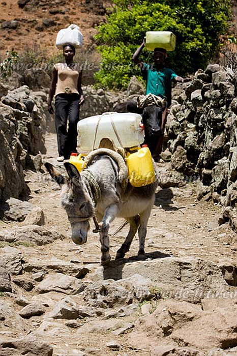 Santo Anto : Cova de Pal : fetching water with donkey : People WorkCabo Verde Foto Gallery