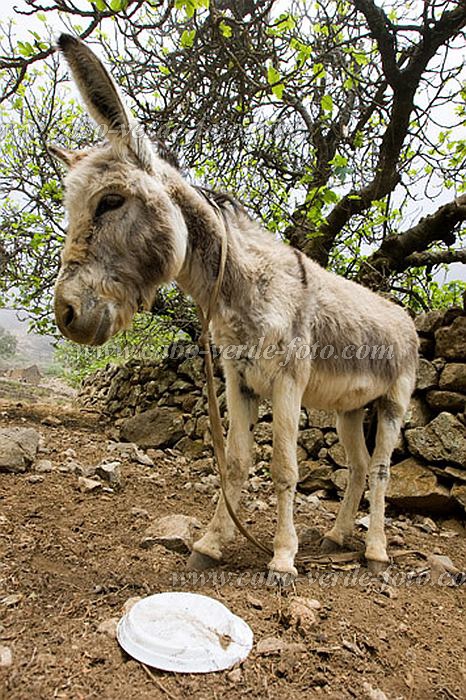 Santo Anto : Cova de Pal : donkey : Nature AnimalsCabo Verde Foto Gallery