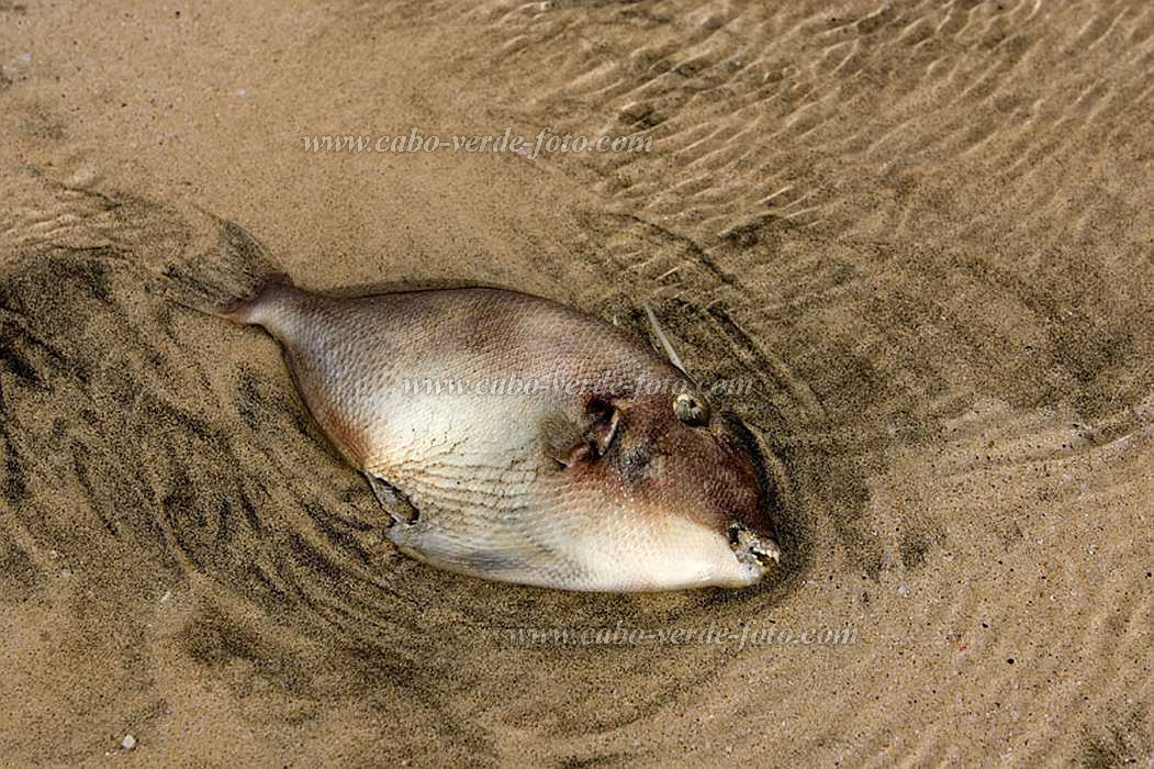 Sal : Santa Maria : fish : Nature AnimalsCabo Verde Foto Gallery
