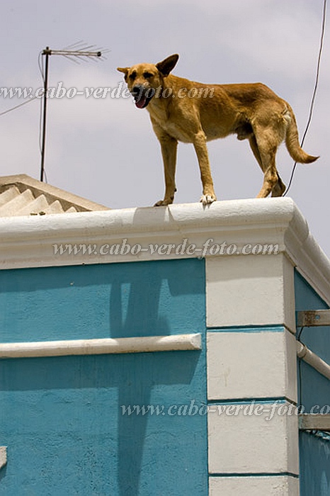 Insel: Sal  Wanderweg:  Ort: Santa Maria Motiv: Hund Motivgruppe: Nature Animals © Florian Drmer www.Cabo-Verde-Foto.com