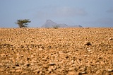 Maio : Ponta Preta :  : Landscape Desert
Cabo Verde Foto Galeria