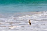 Insel: Maio  Wanderweg:  Ort: Vila do Maio Motiv: Vogel Motivgruppe: Landscape Sea © Florian Drmer www.Cabo-Verde-Foto.com