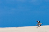 Insel: Maio  Wanderweg:  Ort: Vila do Maio Motiv: Vogel Motivgruppe: Landscape Desert © Florian Drmer www.Cabo-Verde-Foto.com