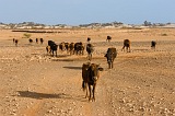 Insel: Maio  Wanderweg:  Ort: Terras Salgadas Motiv: Kuh Motivgruppe: Technology Agriculture © Florian Drmer www.Cabo-Verde-Foto.com