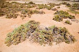 Insel: Maio  Wanderweg:  Ort: Terras Salgadas Motiv: Salzliebende Pflanze Motivgruppe: Nature Plants © Florian Drmer www.Cabo-Verde-Foto.com