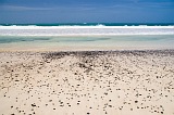 Maio : Terras Salgadas : beach : Landscape Sea
Cabo Verde Foto Gallery