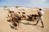 Maio : Terras Salgadas : capra : Landscape Desert
Cabo Verde Foto Galeria