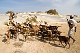 Maio : Terras Salgadas : goat : Landscape Desert
Cabo Verde Foto Gallery