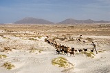 Maio : Terras Salgadas : capra : Landscape Desert
Cabo Verde Foto Galeria