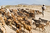 Maio : Terras Salgadas : goat : Landscape Desert
Cabo Verde Foto Gallery