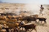 Maio : Terras Salgadas : goat : People Work
Cabo Verde Foto Gallery