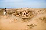 Maio : Terras Salgadas : goat : People Work
Cabo Verde Foto Gallery