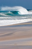 Insel: Maio  Wanderweg:  Ort: Vila do Maio Motiv: Vogel Motivgruppe: Landscape Sea © Florian Drmer www.Cabo-Verde-Foto.com