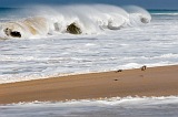 Insel: Maio  Wanderweg:  Ort: Vila do Maio Motiv: Vogel Motivgruppe: Landscape Sea © Florian Drmer www.Cabo-Verde-Foto.com