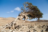 Insel: Maio  Wanderweg:  Ort: Cho de Estancia Motiv: Baum Motivgruppe: Landscape Desert © Florian Drmer www.Cabo-Verde-Foto.com