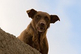 Insel: Boa Vista  Wanderweg:  Ort: Sal Rei Motiv: Hund Motivgruppe: Nature Animals © Florian Drmer www.Cabo-Verde-Foto.com