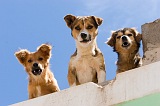 Boa Vista : Sal Rei : dog : Nature Animals
Cabo Verde Foto Gallery