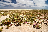 Boa Vista : Praia de Chave : flower : Nature Plants
Cabo Verde Foto Gallery