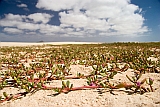 Boa Vista : Praia de Chave : flower : Nature Plants
Cabo Verde Foto Gallery