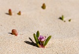 Boa Vista : Praia de Chave : flower : Nature Plants
Cabo Verde Foto Gallery