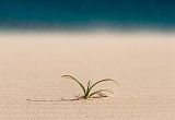 Insel: Boa Vista  Wanderweg:  Ort: Praia de Chave Motiv: Dne Motivgruppe: Nature Plants © Florian Drmer www.Cabo-Verde-Foto.com