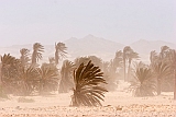 Insel: Boa Vista  Wanderweg:  Ort: Sal Rei Motiv: Sandsturm Harmattan Motivgruppe: Landscape Desert © Florian Drmer www.Cabo-Verde-Foto.com