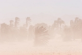 Insel: Boa Vista  Wanderweg:  Ort: Sal Rei Motiv: Sandsturm Harmattan Motivgruppe: Landscape Desert © Florian Drmer www.Cabo-Verde-Foto.com