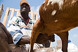 Boa Vista : Sal Rei : goat : Nature Animals
Cabo Verde Foto Gallery