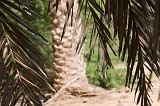 Boa Vista : Estncia de Baixo : palm tree : Nature Plants
Cabo Verde Foto Gallery