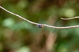 Boa Vista : Estância de Baixo : fly : Nature Animals
Cabo Verde Foto Gallery