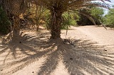 Boa Vista : Estância de Baixo : palm tree : Nature Plants
Cabo Verde Foto Gallery