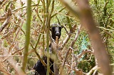 Boa Vista : Estância de Baixo : goat : Nature Animals
Cabo Verde Foto Gallery