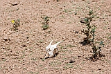Boa Vista : Sal Rei : goat : Nature Animals
Cabo Verde Foto Gallery