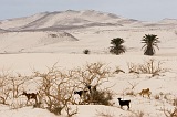 Insel: Boa Vista  Wanderweg:  Ort: Praia de Santa Mnica Motiv: Ziege Motivgruppe: Technology Agriculture © Florian Drmer www.Cabo-Verde-Foto.com