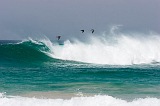 Boa Vista : Praia de Santa Mnica : brown booby : Nature Animals
Cabo Verde Foto Gallery