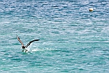 Boa Vista : Sal Rei : brown booby : Nature Animals
Cabo Verde Foto Gallery